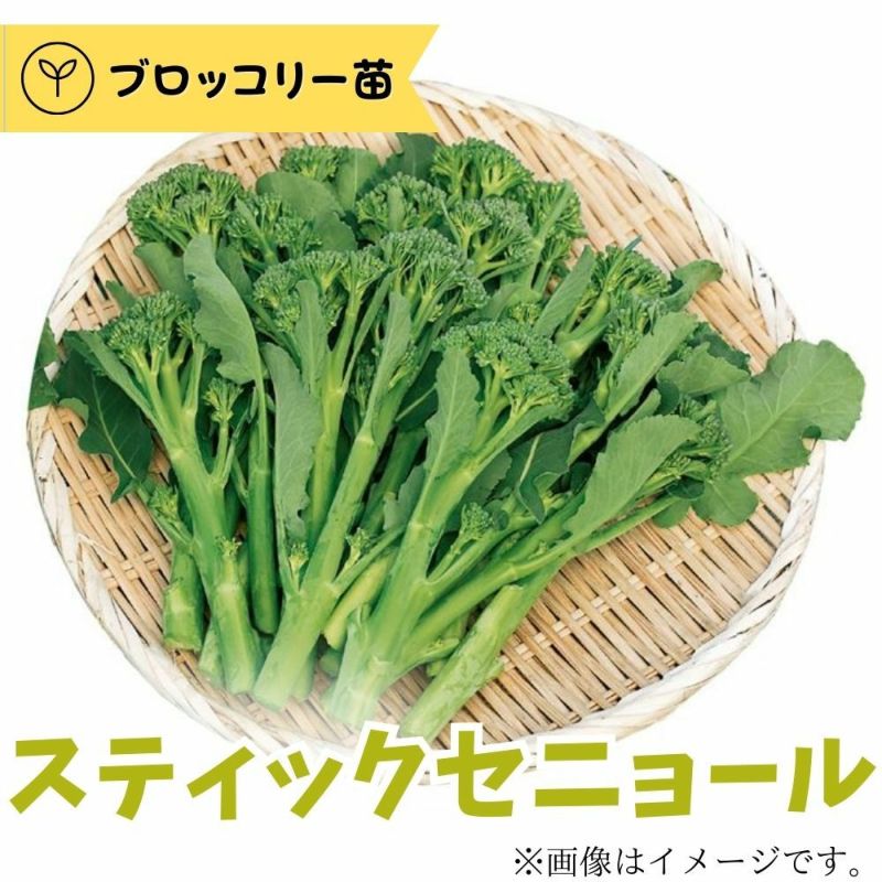 茎ブロッコリー苗 スティックセニョール 9株入 野菜苗【生産農場直送